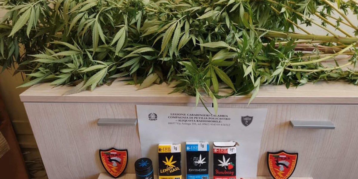 Petilia Policastro: trovate 2 piante di marijuana in casa, denunciato 45enne