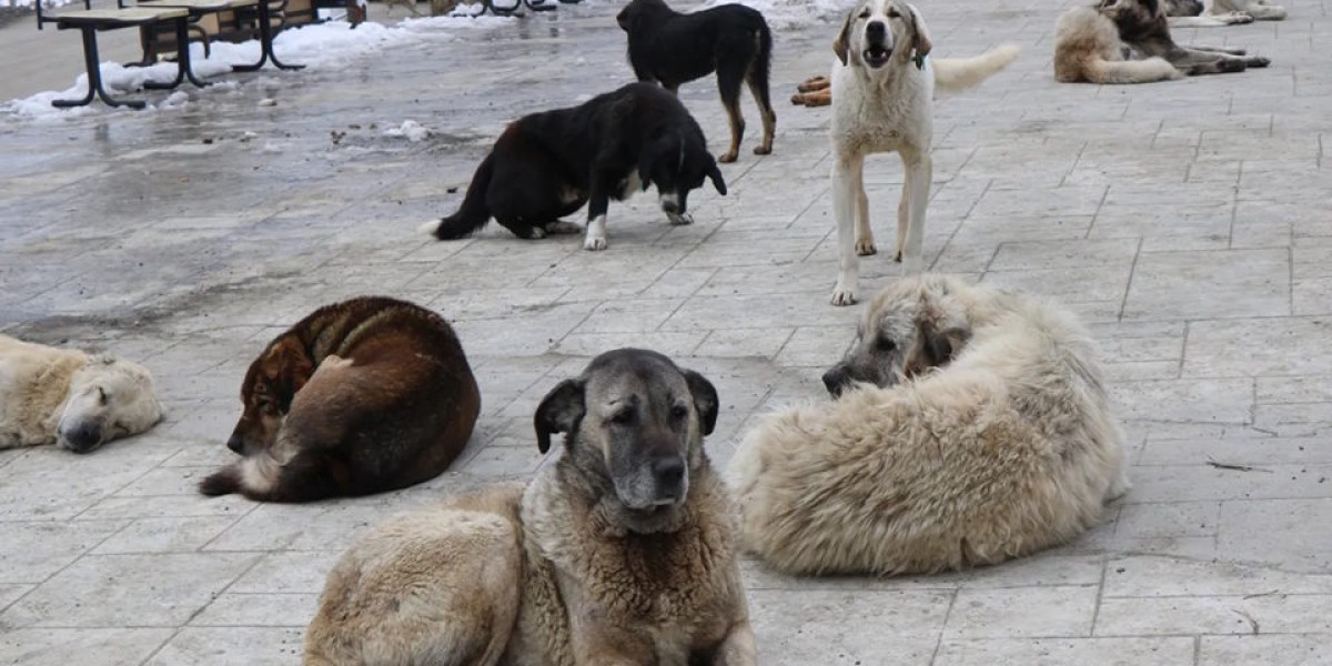 Cutro: rinvenute 9 carcasse di cani forse avvelenati, esposto dell'AIDAA